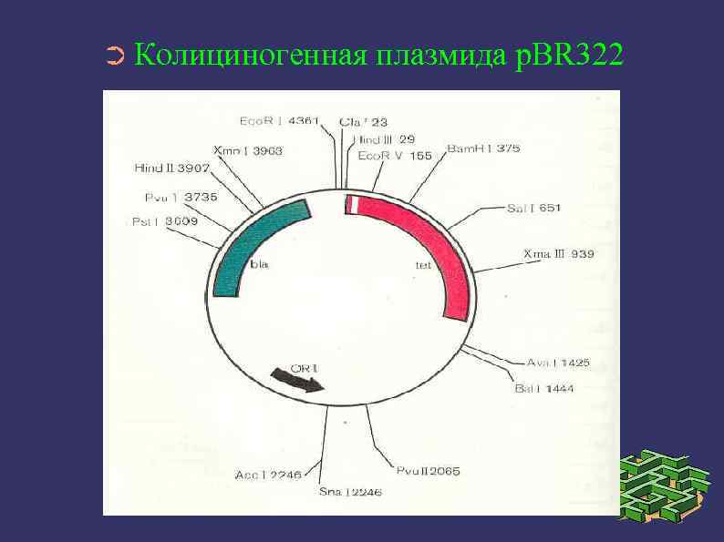 Бактериоцины это