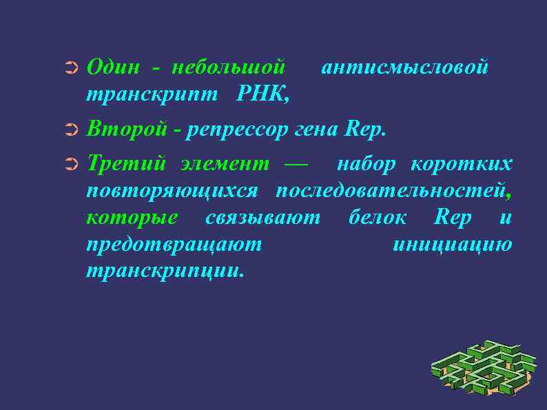 Один - небольшой антисмысловой транскрипт РНК, ➲ Второй - репрессор гена Rep. ➲ Третий