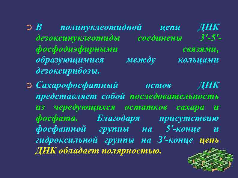 ➲ В полинуклеотидной цепи ДНК дезоксинуклеотиды соединены 3'-5'фосфодиэфирными связями, образующимися между кольцами дезоксирибозы. ➲