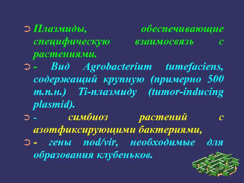 ➲ Плазмиды, обеспечивающие взаимосвязь с специфическую растениями. ➲Вид Agrobacterium tumefaciens, содержащий крупную (примерно 500