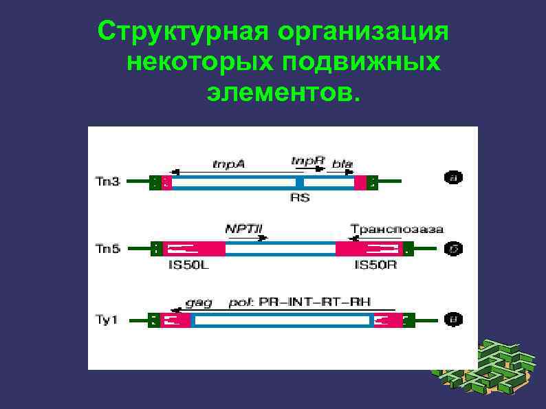Структурная организация некоторых подвижных элементов. 