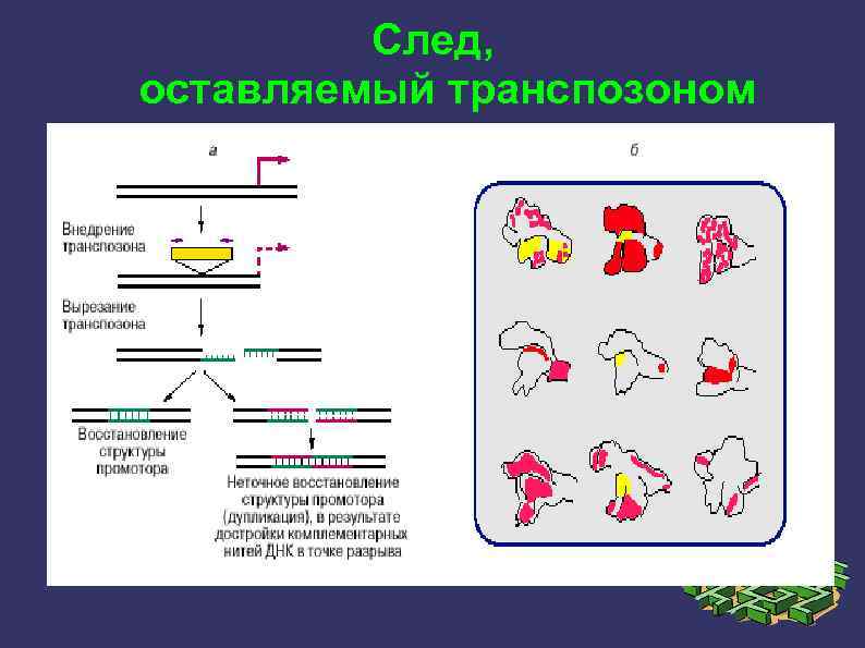 След, оставляемый транспозоном 