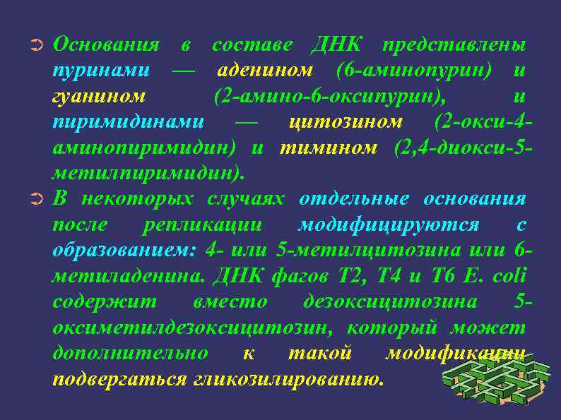 Основания в составе ДНК представлены пуринами — аденином (6 -аминопурин) и гуанином (2 -амино-6