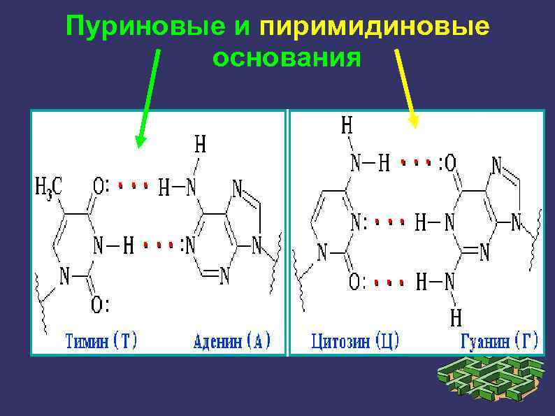 Пурины азотистые основания