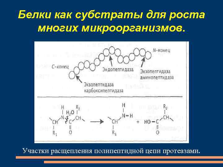 Соединение белков. Экзопептидазы это биохимия. Эндопептидазы биохимия. Протеаза формула. Белки расщепляются ферментами протеолитическими.