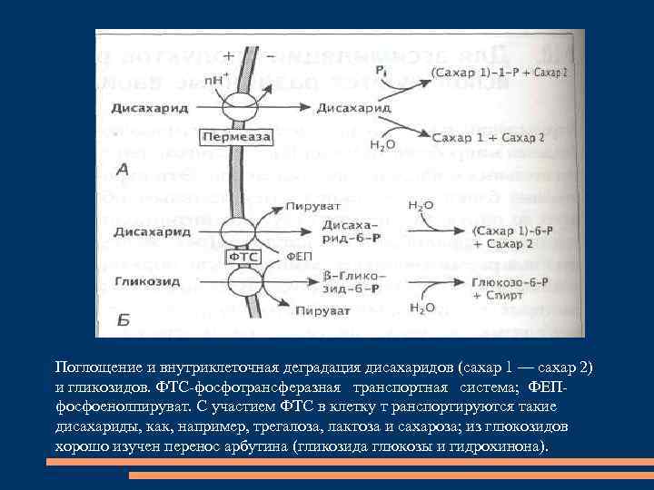 Окисление молекул органических веществ. Фосфотрансферазная система. Фосфотрансферазная реакция. Фосфотрансферазная система бактерий. Фосфотрансферазный транспорт.