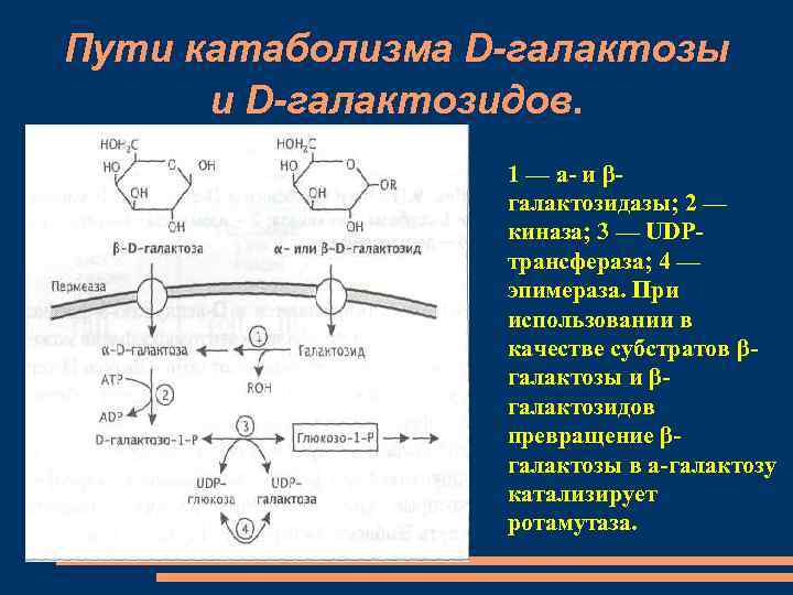 Обмен галактозы схема