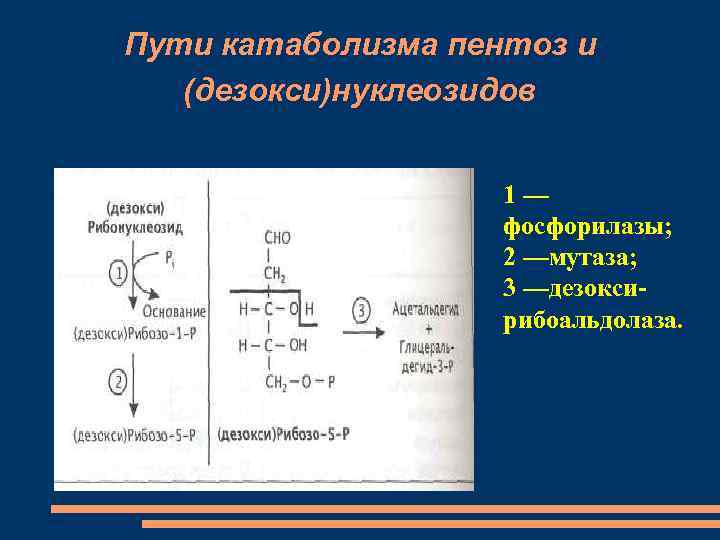 Пути катаболизма пентоз и (дезокси)нуклеозидов 1— фосфорилазы; 2 —мутаза; 3 —дезоксирибоальдолаза. 