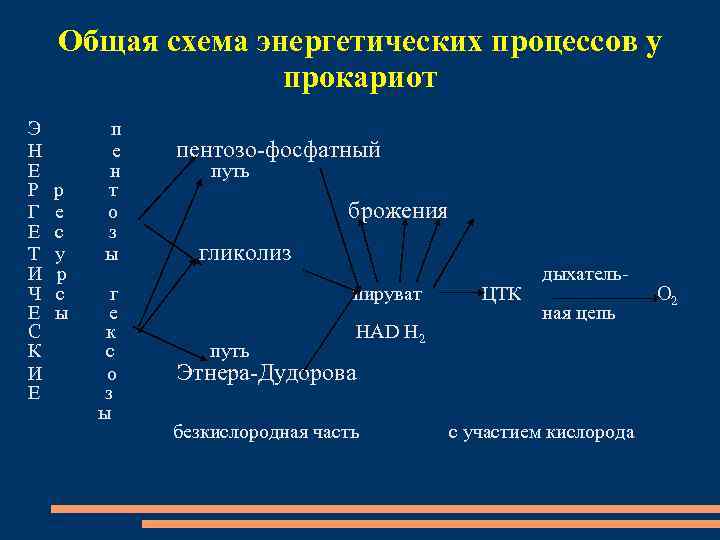 Общая схема энергетических процессов у прокариот Э Н Е Р Г Е Т И