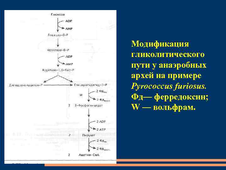 Модификация гликолитического пути у анаэробных архей на примере Pyrococcus furiosus. Фд— ферредоксин; W —