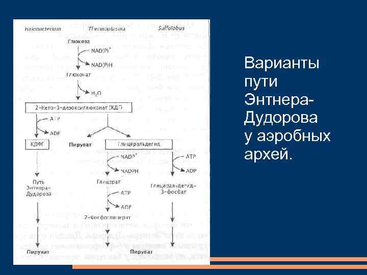 Варианты пути Энтнера. Дудорова у аэробных архей. 