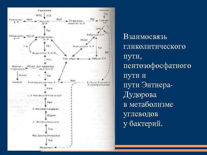 Блок схема дистрофия бжу