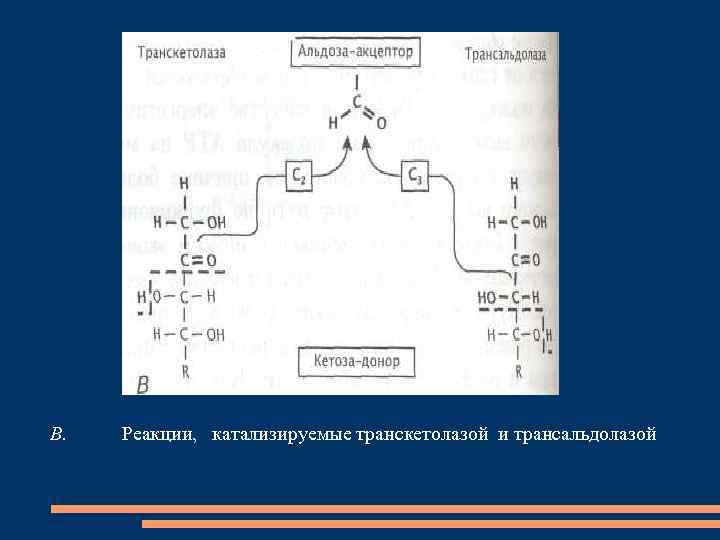 B. Реакции, катализируемые транскетолазой и трансальдолазой 