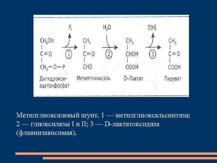 Метилглиоксалевый шунт. 1 — метилглиоксальсинтаза; 2 — глиоксилазы I и II; 3 — D-лактатоксидаза