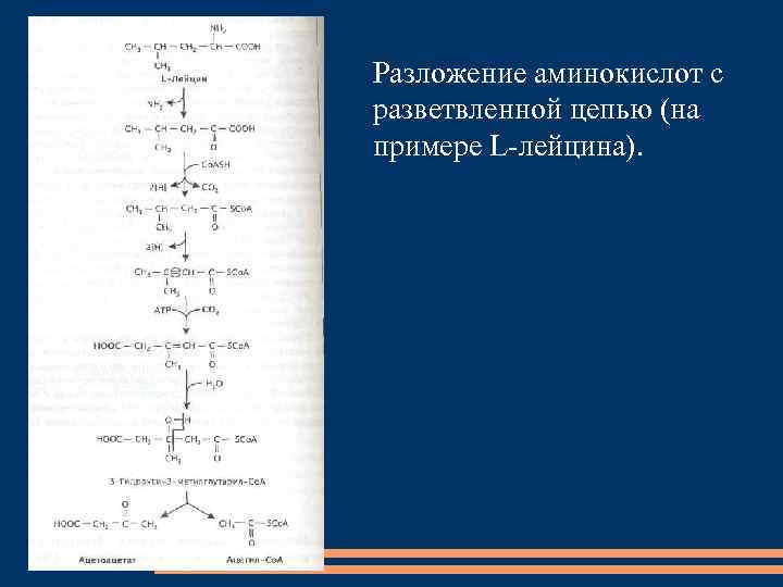 Разложение аминокислот с разветвленной цепью (на примере L-лейцина). 