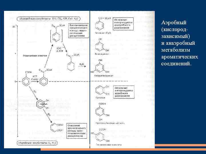 Аэробный (кислородзависимый) и анаэробный метаболизм ароматических соединений. 