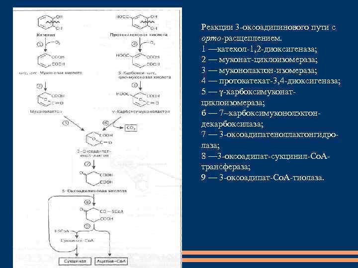 Расщепление нуклеиновых кислот. Муконат циклоизомераза. Диоксигеназа. Катехол. Катехолы 1,2-дигидроксибензол формула.