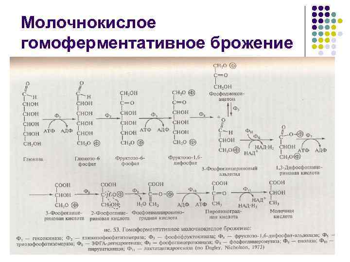 Молочнокислое гомоферментативное брожение схема