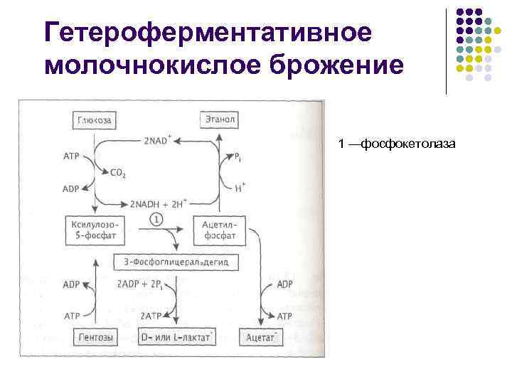 Красная и белая схема брожения