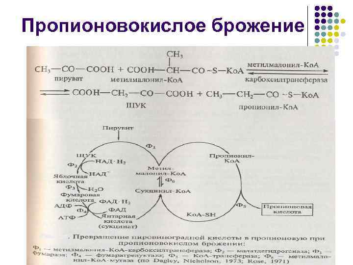 Пропионовокислое брожение схема