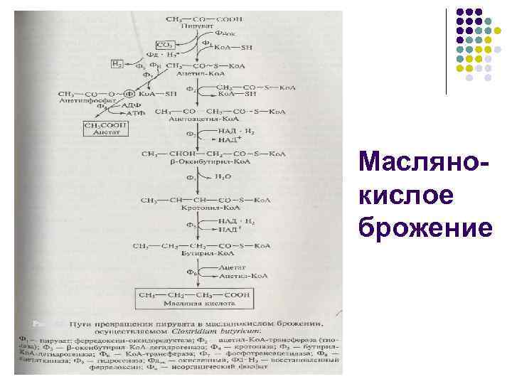 Маслянокислое брожение схема