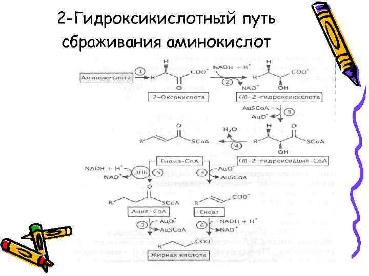 2 -Гидроксикислотный путь сбраживания аминокислот 