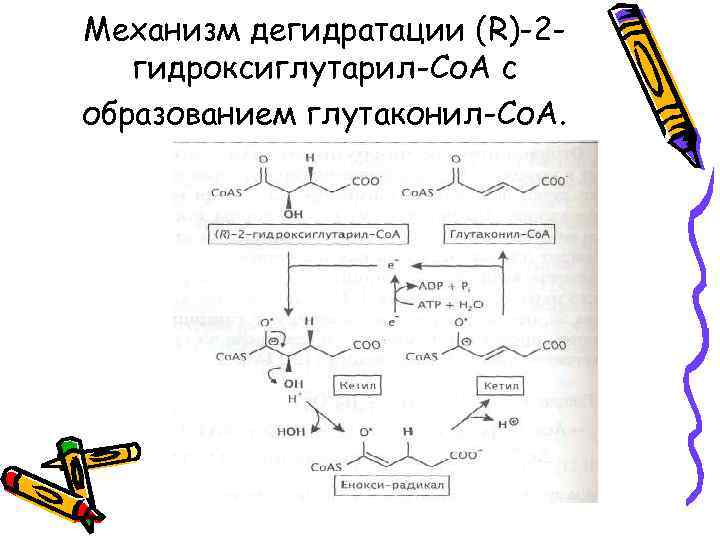 Механизм дегидратации (R)-2 гидроксиглутарил-Со. А с образованием глутаконил-Со. А. 