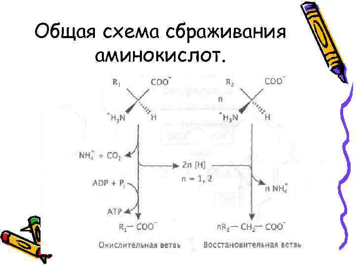 Общая схема сбраживания аминокислот. 