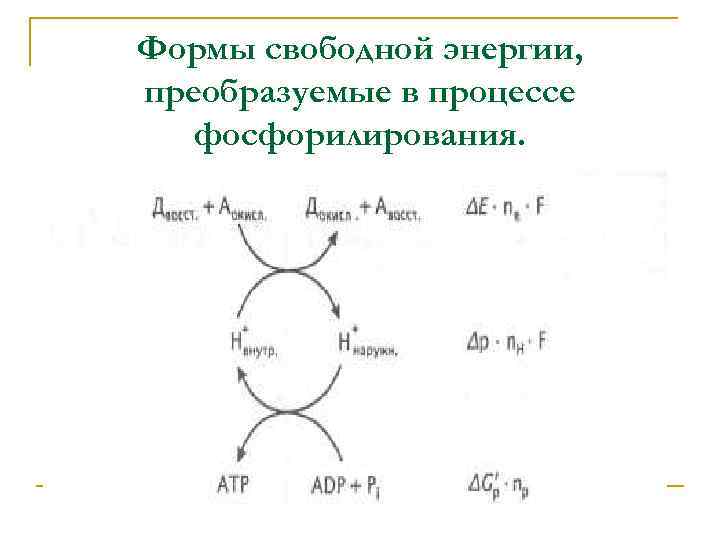 Формы свободной энергии, преобразуемые в процессе фосфорилирования. 