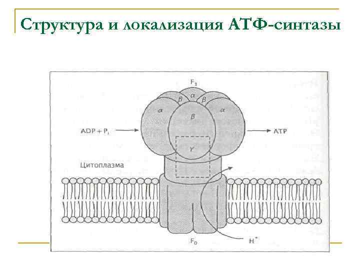 Структура и локализация АТФ-синтазы 