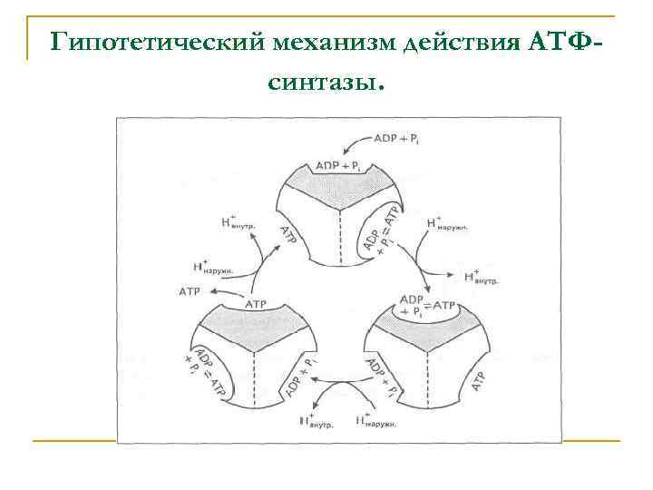 Гипотетический механизм действия АТФсинтазы. 