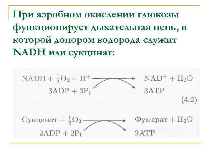 При аэробном окислении глюкозы функционирует дыхательная цепь, в которой донором водорода служит NADH или