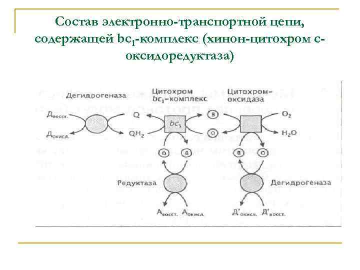 Состав электронно-транспортной цепи, содержащей bc 1 -комплекс (хинон-цитохром соксидоредуктаза) 