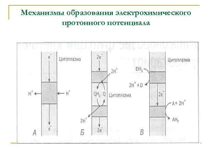 Механизмы образования электрохимического протонного потенциала 