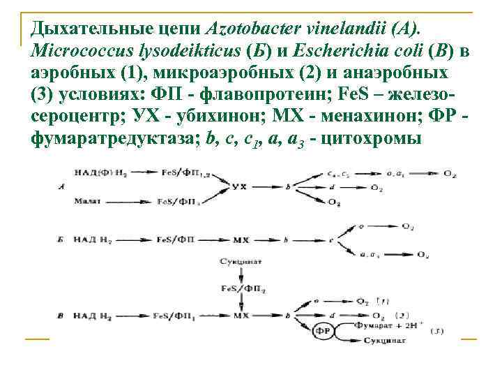 Дыхательные цепи Azotobacter vinelandii (A). Micrococcus lysodeikticus (Б) и Escherichia coli (В) в аэробных