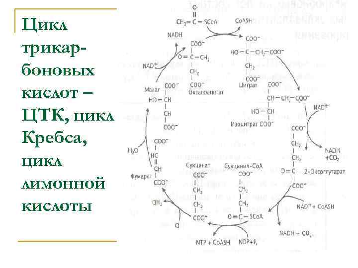 Цикл кребса фото