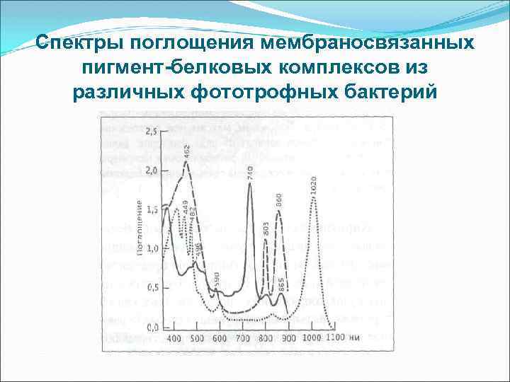 Спектры поглощения мембраносвязанных пигмент-белковых комплексов из различных фототрофных бактерий 