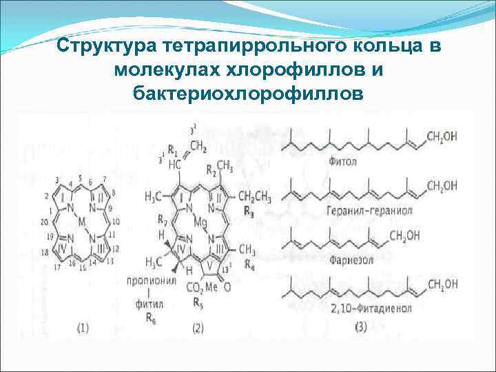 Структура тетрапиррольного кольца в молекулах хлорофиллов и бактериохлорофиллов 
