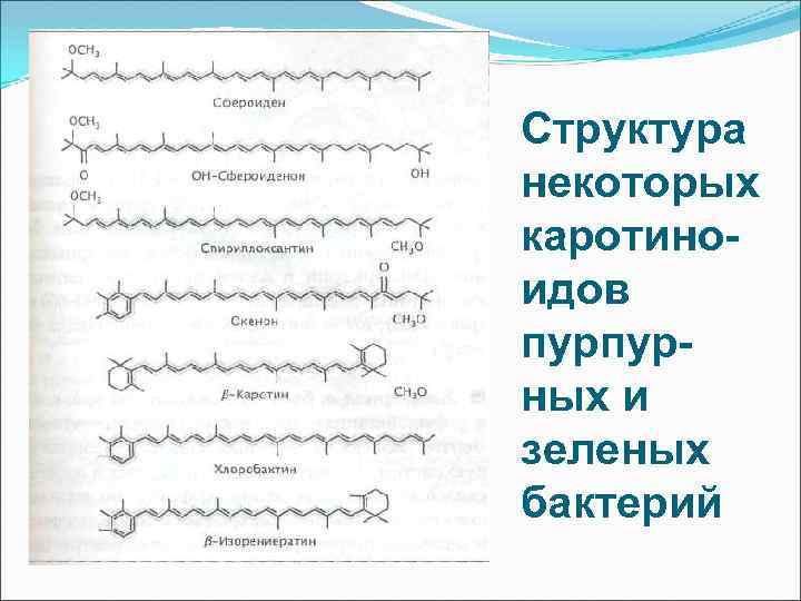 Структура некоторых каротиноидов пурпурных и зеленых бактерий 