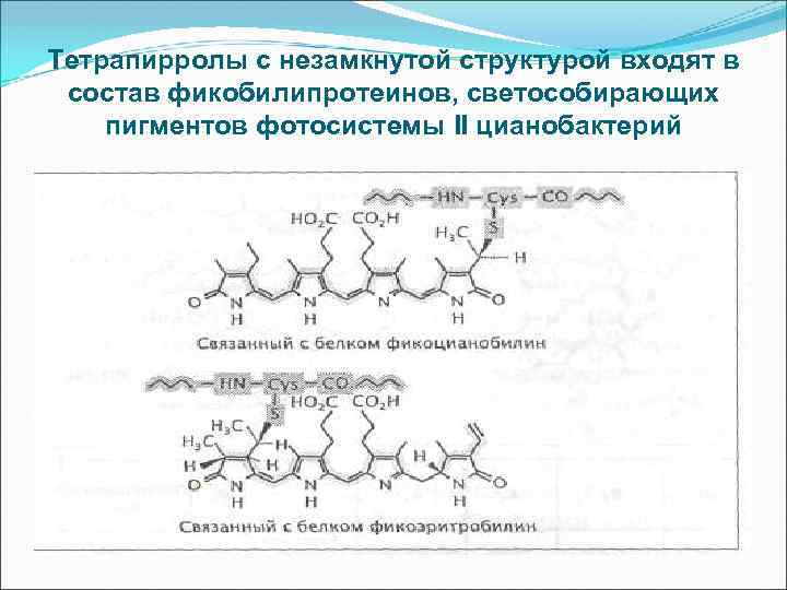 Тетрапирролы с незамкнутой структурой входят в состав фикобилипротеинов, светособирающих пигментов фотосистемы II цианобактерий 
