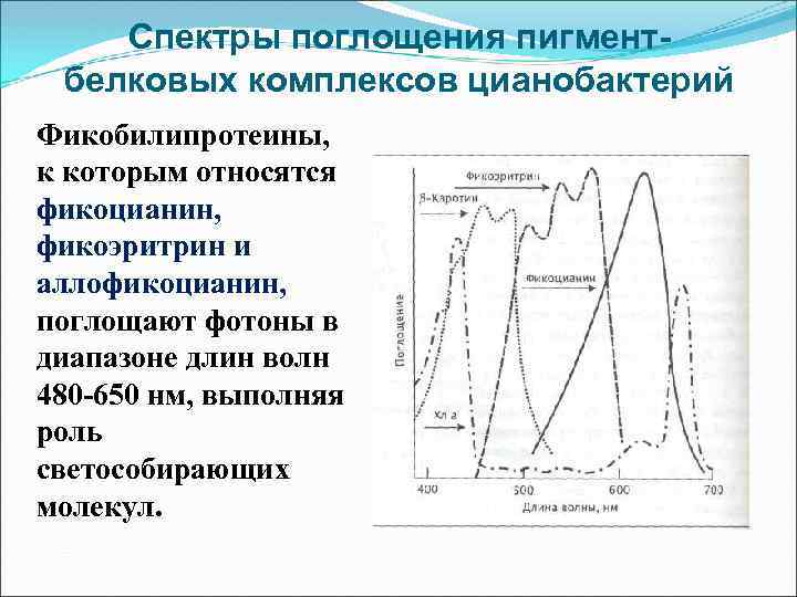 Спектры поглощения пигментбелковых комплексов цианобактерий Фикобилипротеины, к которым относятся фикоцианин, фикоэритрин и аллофикоцианин, поглощают