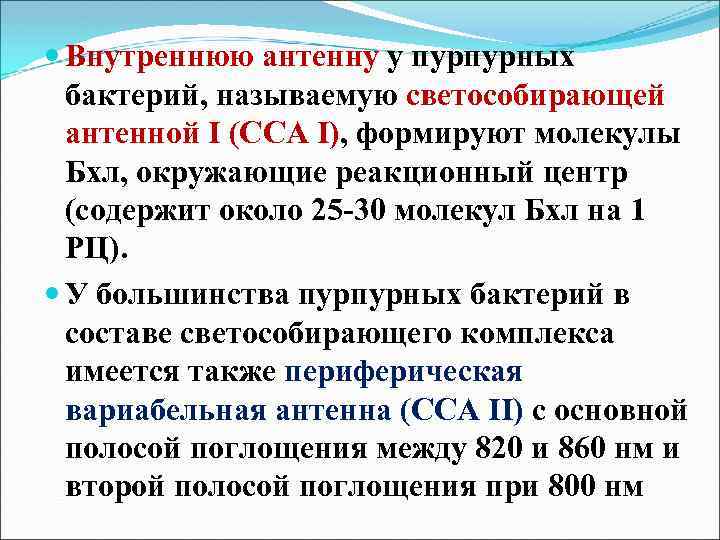  Внутреннюю антенну у пурпурных бактерий, называемую светособирающей антенной I (ССА I), формируют молекулы