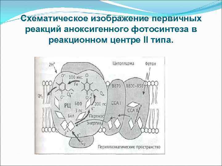 Аноксигенный фотосинтез схема