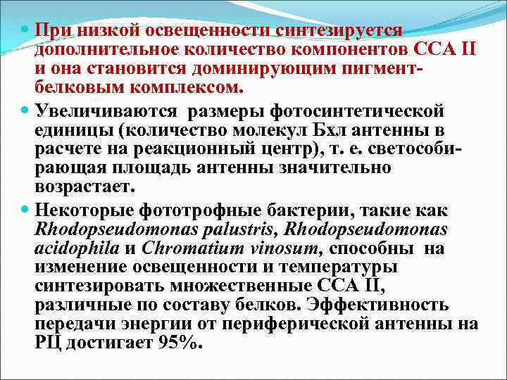  При низкой освещенности синтезируется дополнительное количество компонентов ССА II и она становится доминирующим