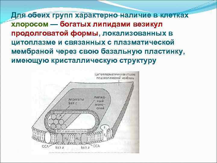 Для обеих групп характерно наличие в клетках хлоросом — богатых липидами везикул продолговатой формы,