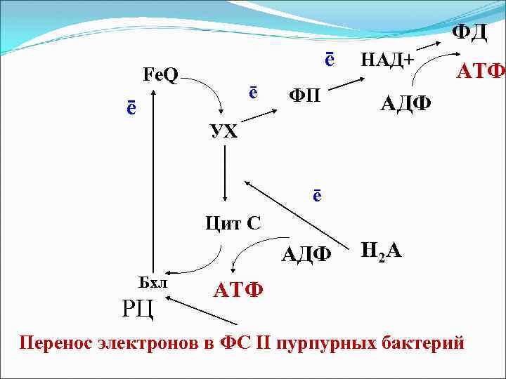 Схема нециклического фосфорилирования