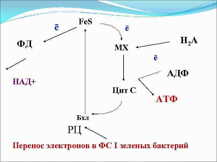ē Fe. S ФД ē Н 2 А МХ ē АДФ НАД+ Цит С