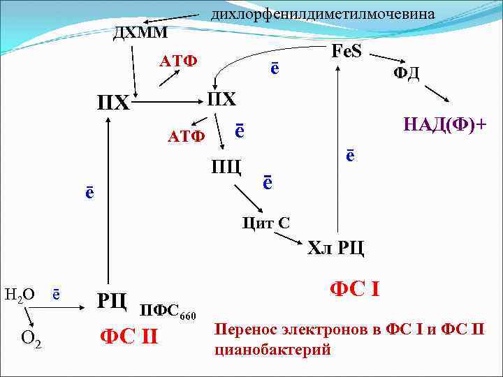 дихлорфенилдиметилмочевина ДХММ АТФ ē Fe. S ФД ПХ ПХ АТФ ПЦ ē НАД(Ф)+ ē