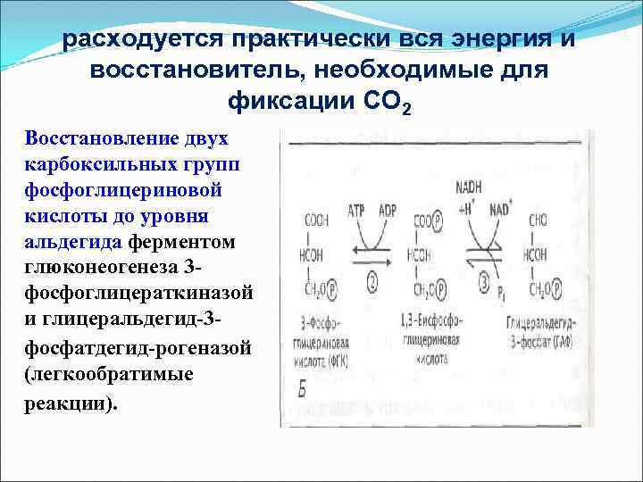 расходуется практически вся энергия и восстановитель, необходимые для фиксации СО 2 Восстановление двух карбоксильных