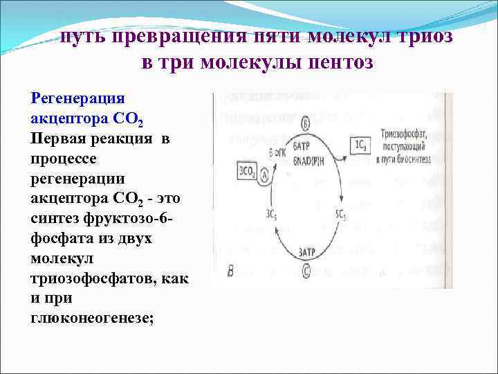 путь превращения пяти молекул триоз в три молекулы пентоз Регенерация акцептора СО 2 Первая